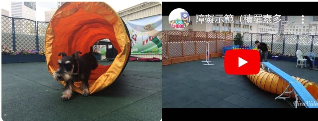 香港狗校園-體育課程