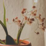 文心蘭開花