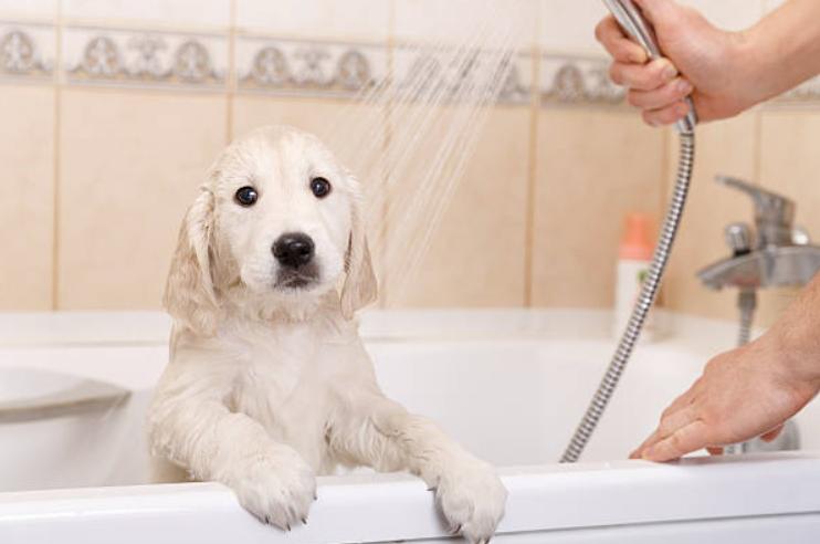 定期洗澡可以預防狗皮屑
