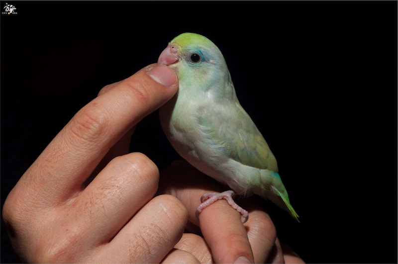 白綠松石鸚鵡（由方舟生態造景繁育出）