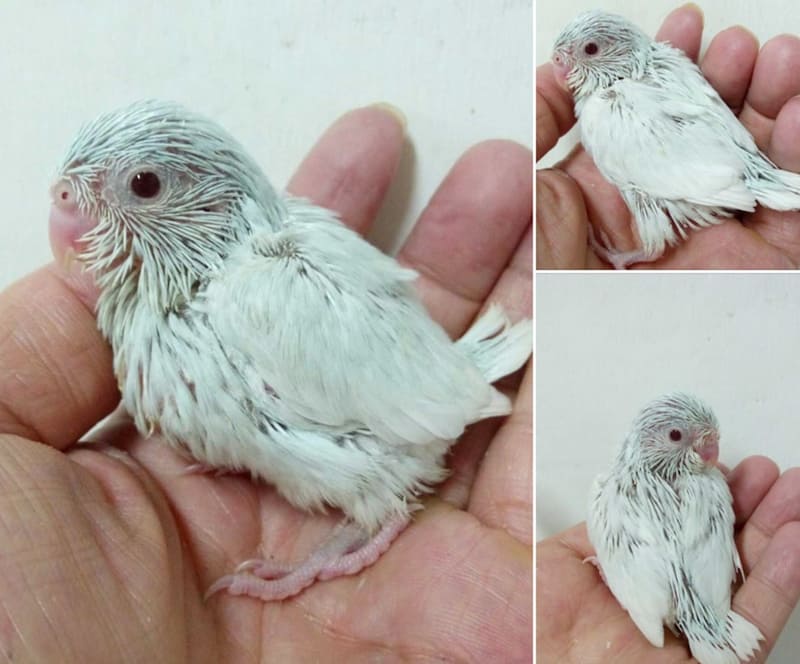 美白太平洋鸚鵡