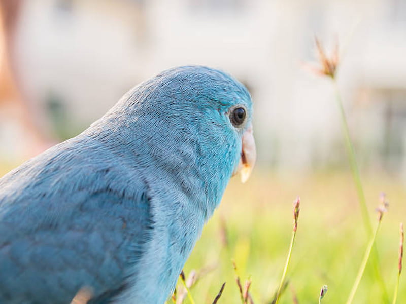 藍色太平洋鸚鵡