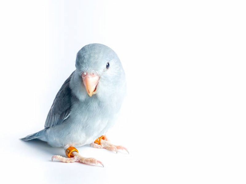 藍色太平洋鸚鵡圖片