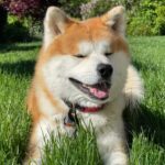 秋田犬