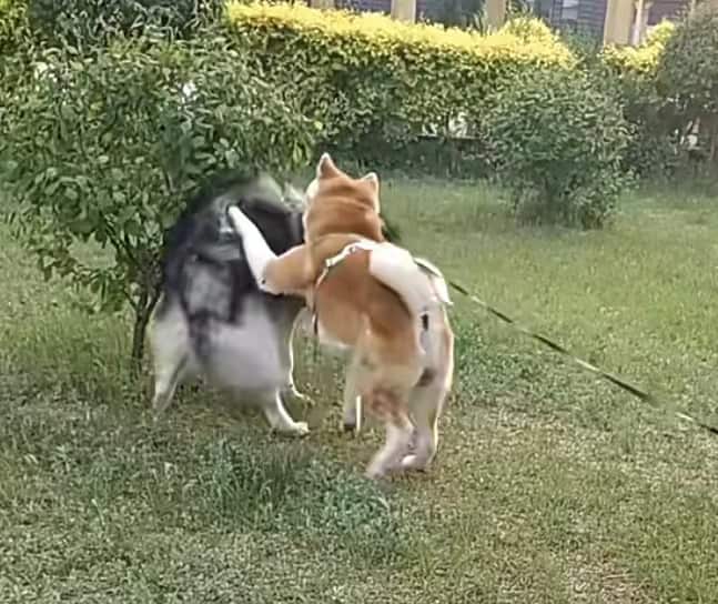 秋田犬和其他狗狗打架