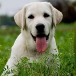 拉布拉多犬