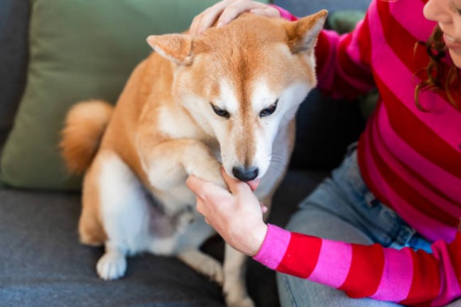 柴犬個性固執，訓練難度較高