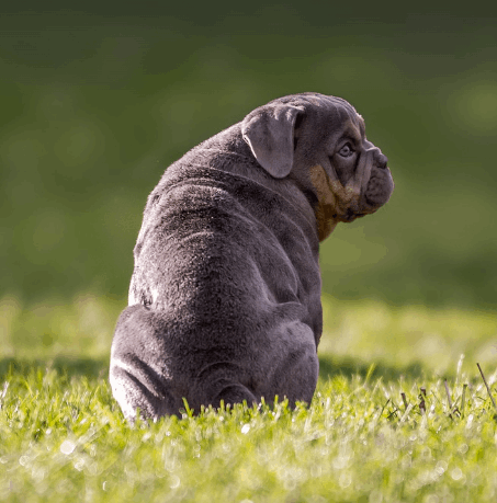 一隻以皮毛發亮的英國鬥牛犬