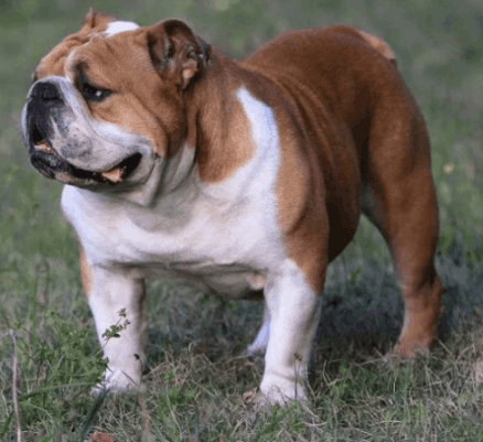 一隻英國鬥牛犬望向遠方