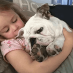 在小孩懷中躺著的英國鬥牛犬