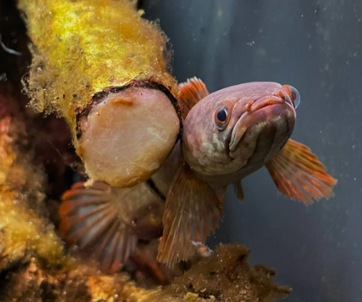 红颊帝波雷龍魚