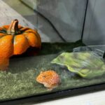 草莓角蛙飼養