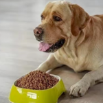 狗狗食欲不振
