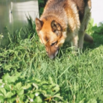 狗狗吃草