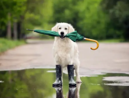 下雨天遛狗