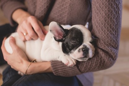 幼犬睡覺