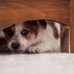狗狗一直發抖