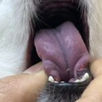 狗狗舌頭發紫