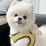 養狗