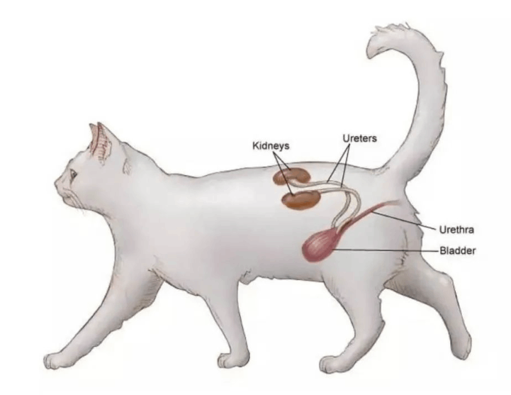貓腎臟有問題會導致貓口臭