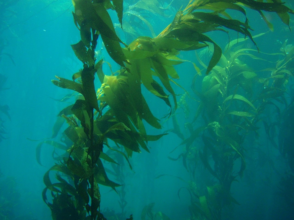 藻油魚油差別
