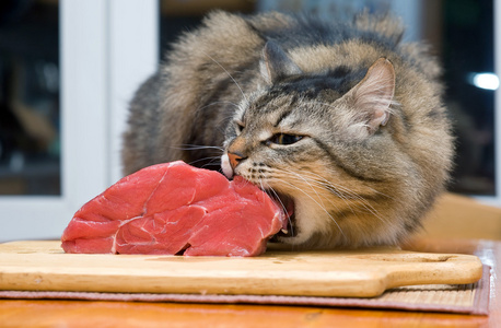 貓吃生肉