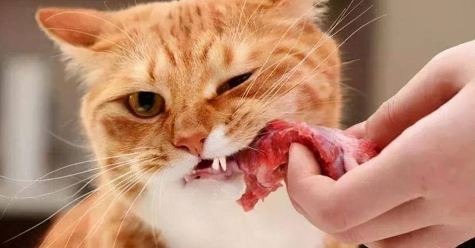 貓吃生肉好處