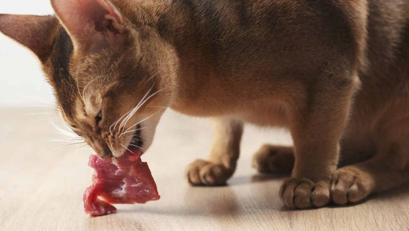 貓咪生食選購