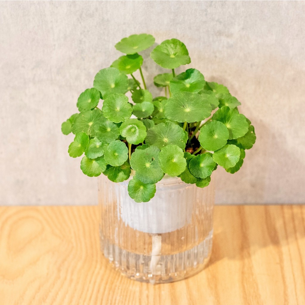 銅錢草